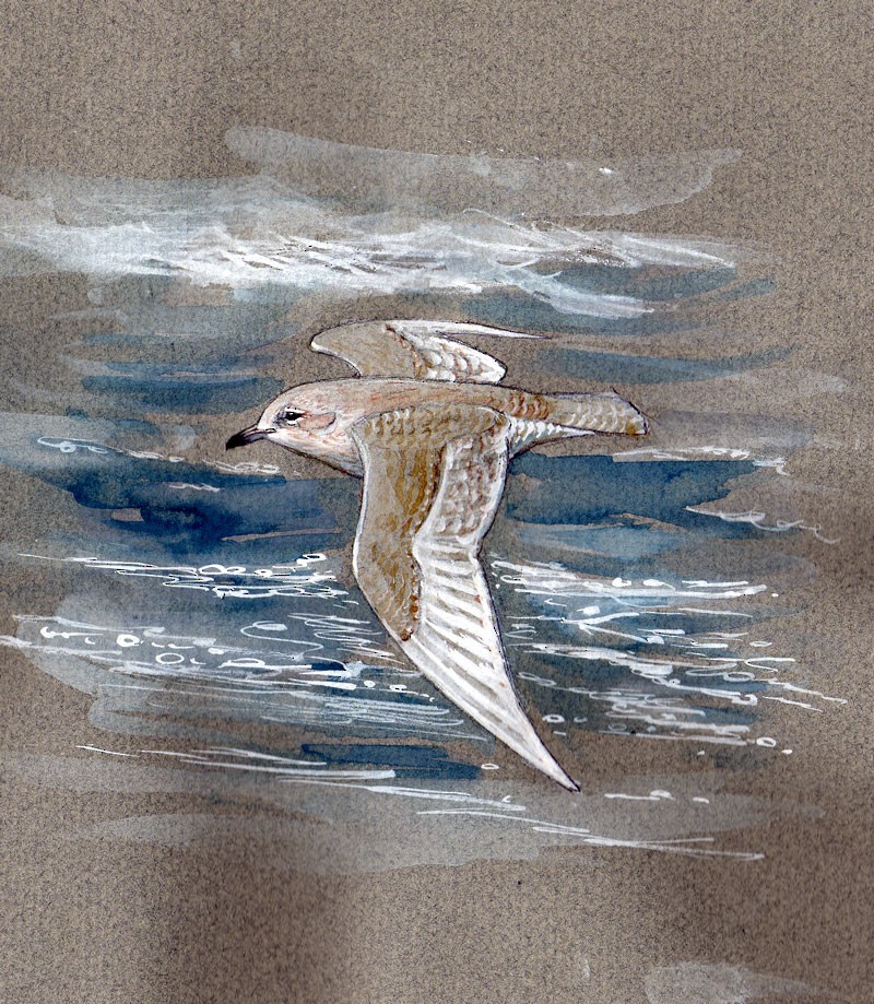 Iceland Gull - ML634216899