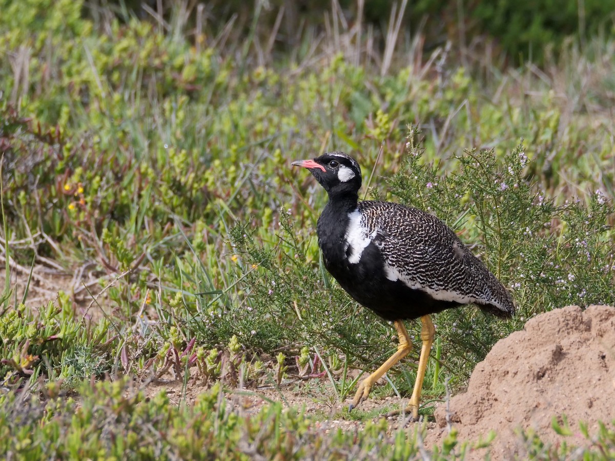 Black Bustard - ML634217035