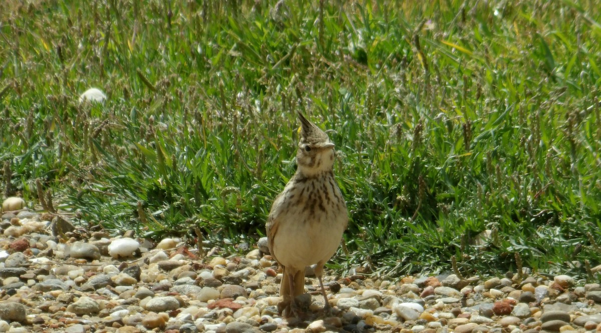 Crested Lark - ML634217042