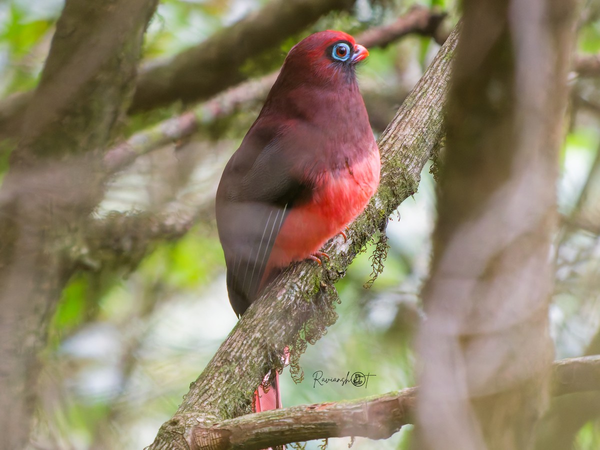 Trogon de Ward - ML634217055