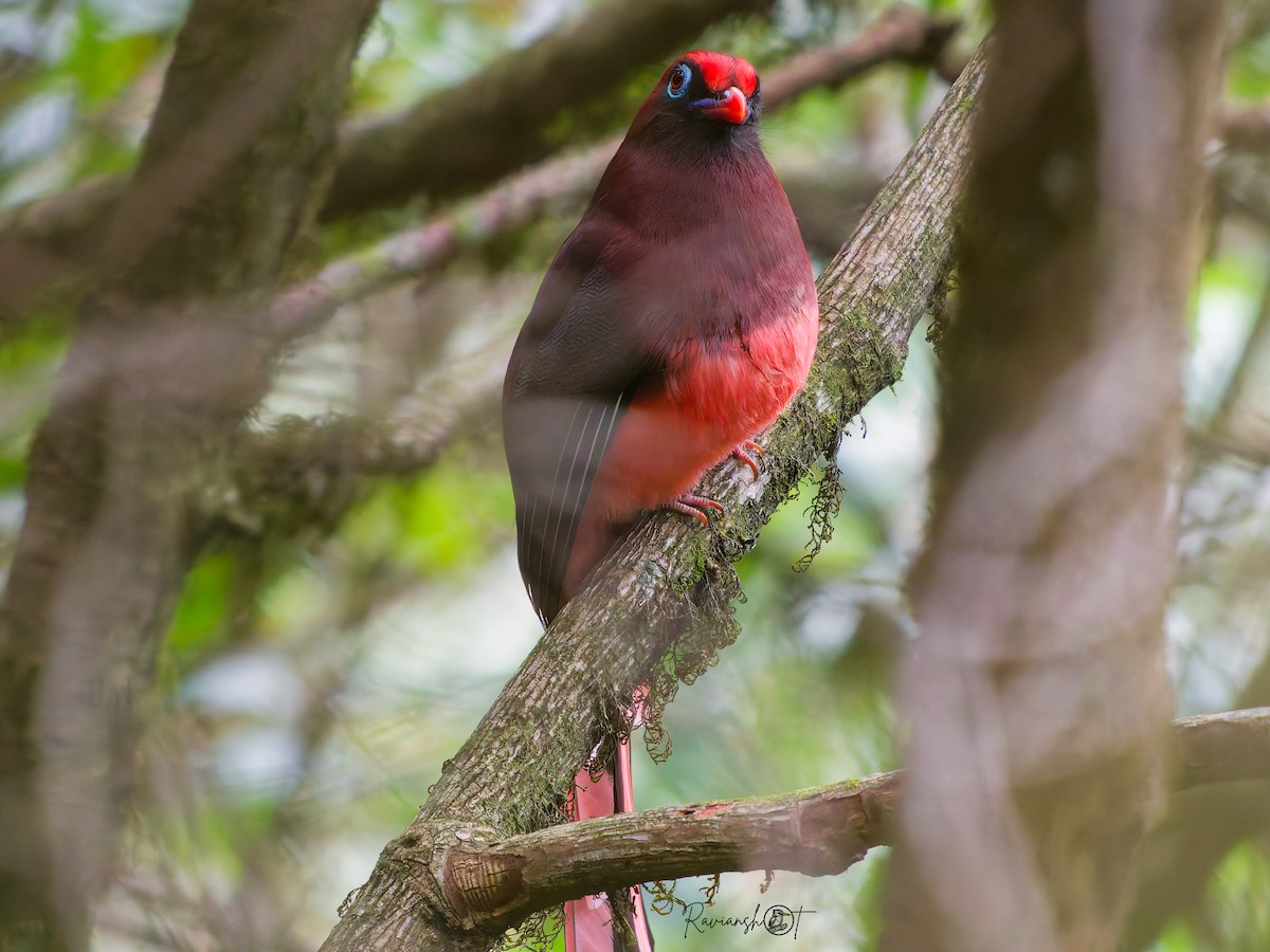 Trogon de Ward - ML634217056