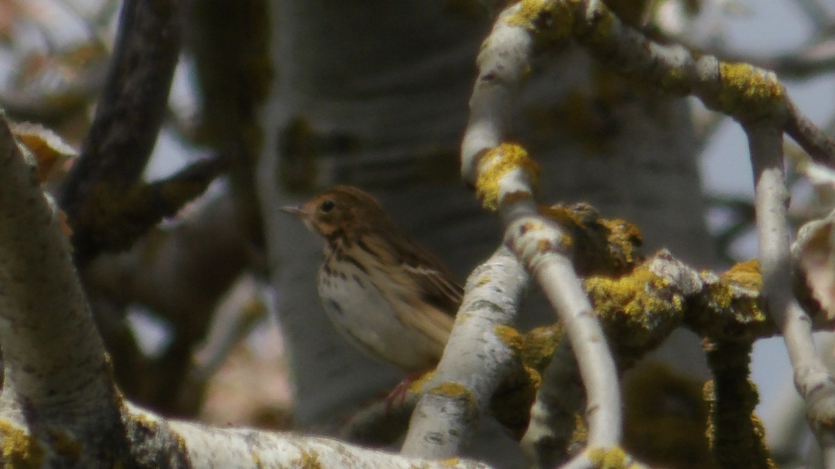 Tree Pipit - ML634217095