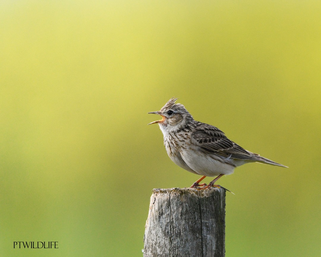Eurasian Skylark - ML634217113