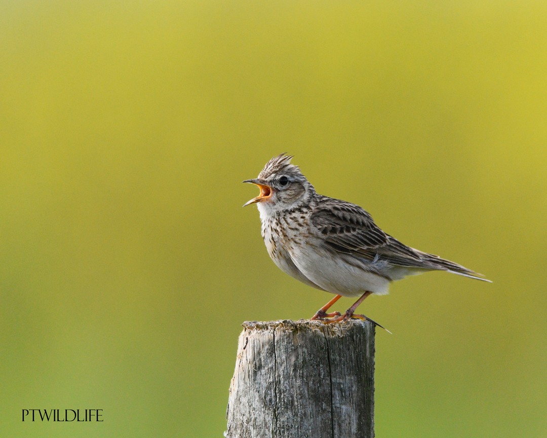 Eurasian Skylark - ML634217114