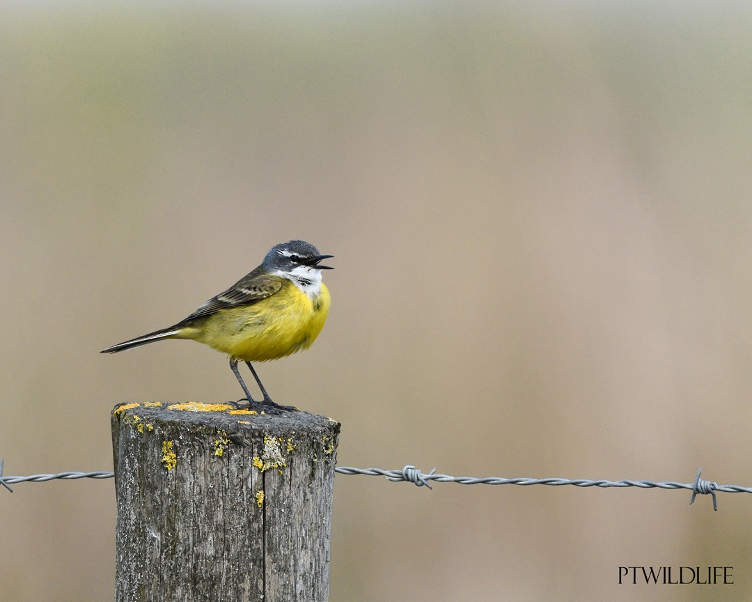 Western Yellow Wagtail - ML634217124