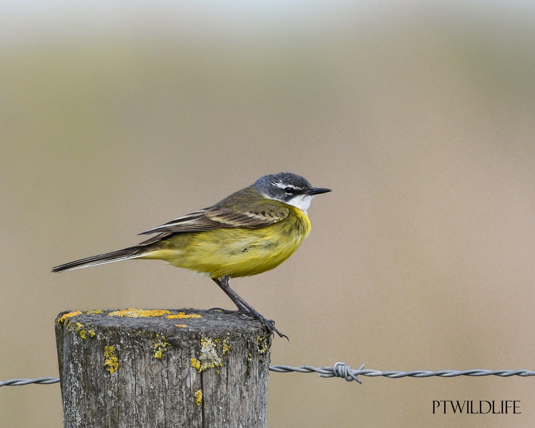 Western Yellow Wagtail - ML634217125
