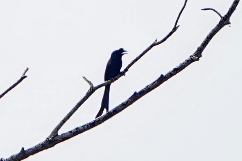 Sri Lanka Drongo - ML634217130