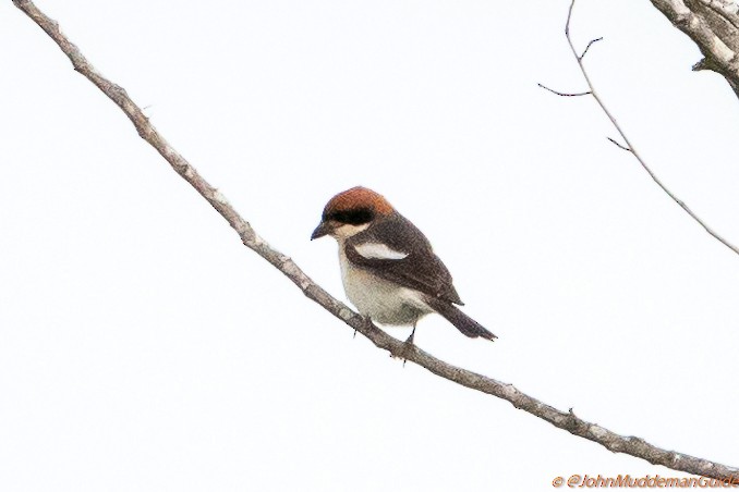 Woodchat Shrike (Balearic) - ML634217197