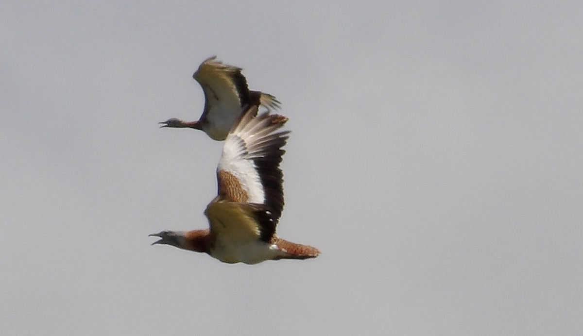 Great Bustard - ML634217198