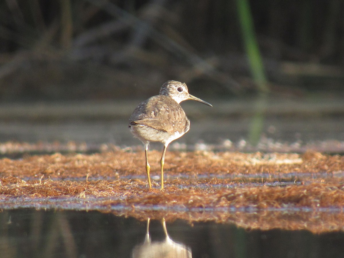 Solitary Sandpiper - ML63421721