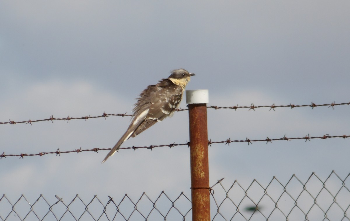 Great Spotted Cuckoo - ML634217264