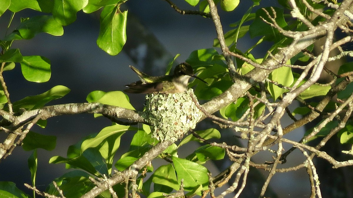 Colibrí Gorjirrubí - ML634217280