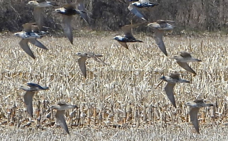 American Golden-Plover - ML634217284