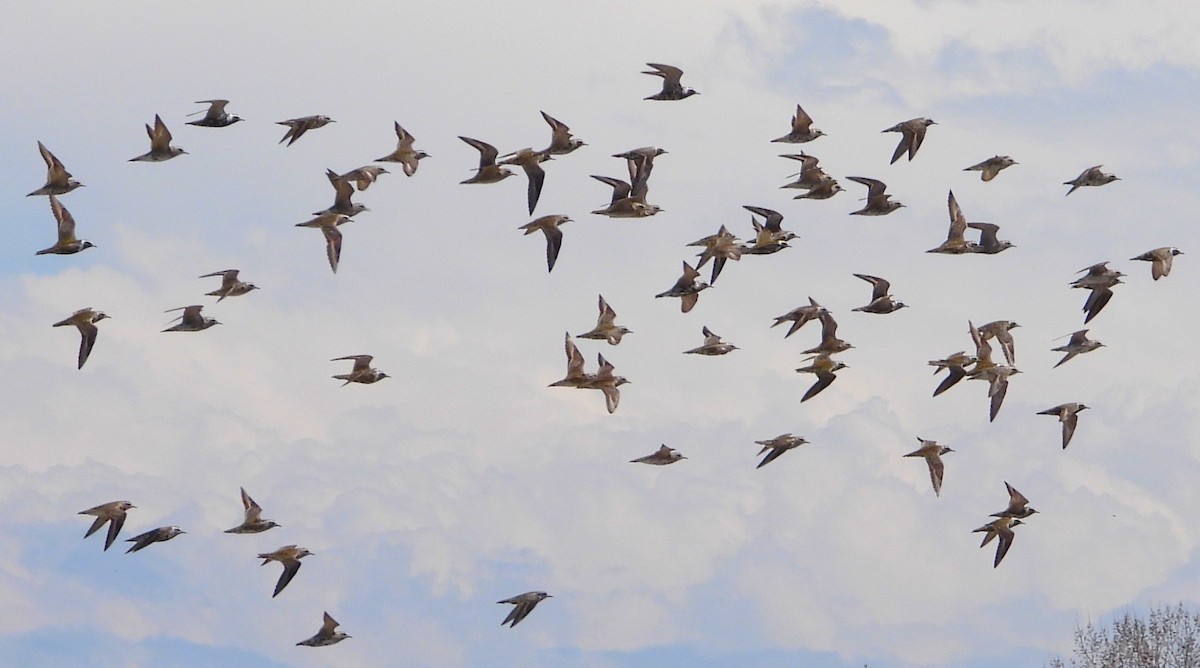 American Golden-Plover - ML634217285