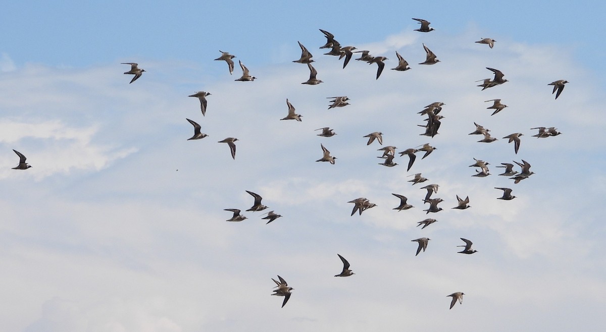 American Golden-Plover - ML634217286