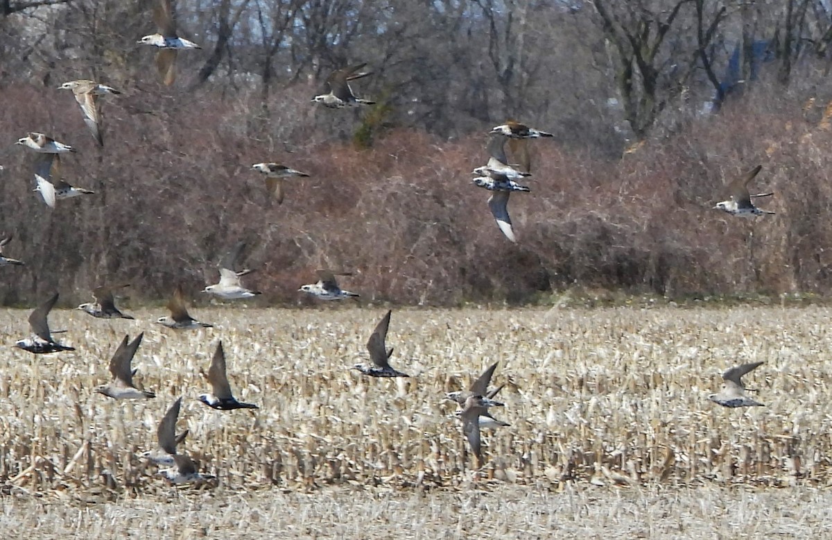 American Golden-Plover - ML634217287