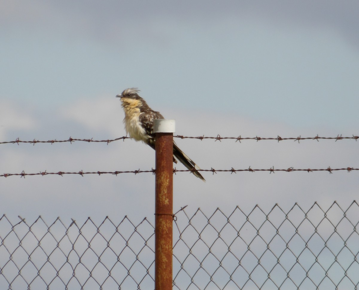 Great Spotted Cuckoo - ML634217301