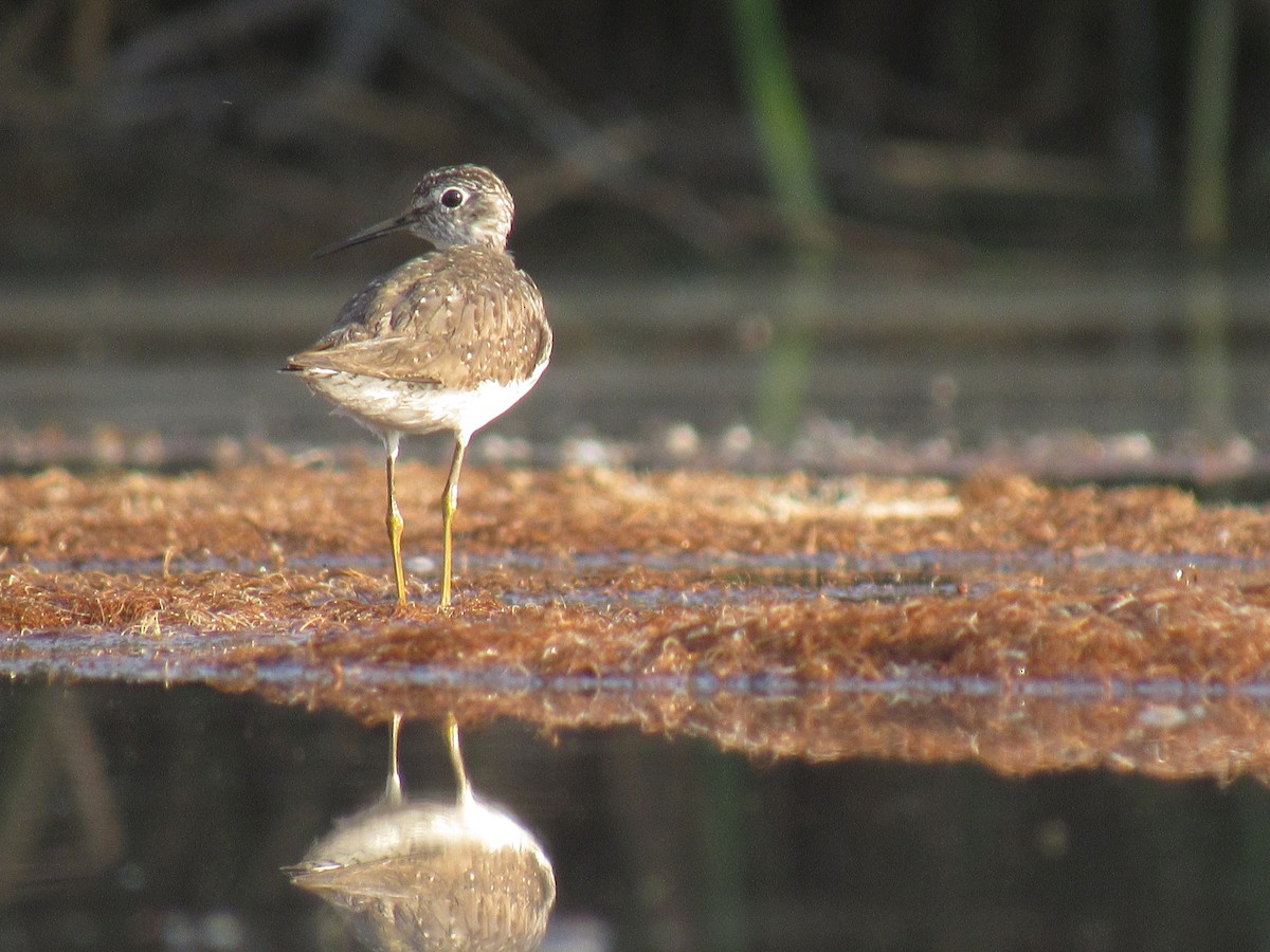 Solitary Sandpiper - ML63421731