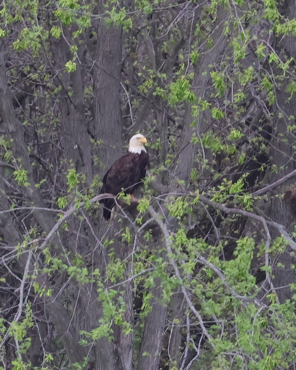 Bald Eagle - ML634217377