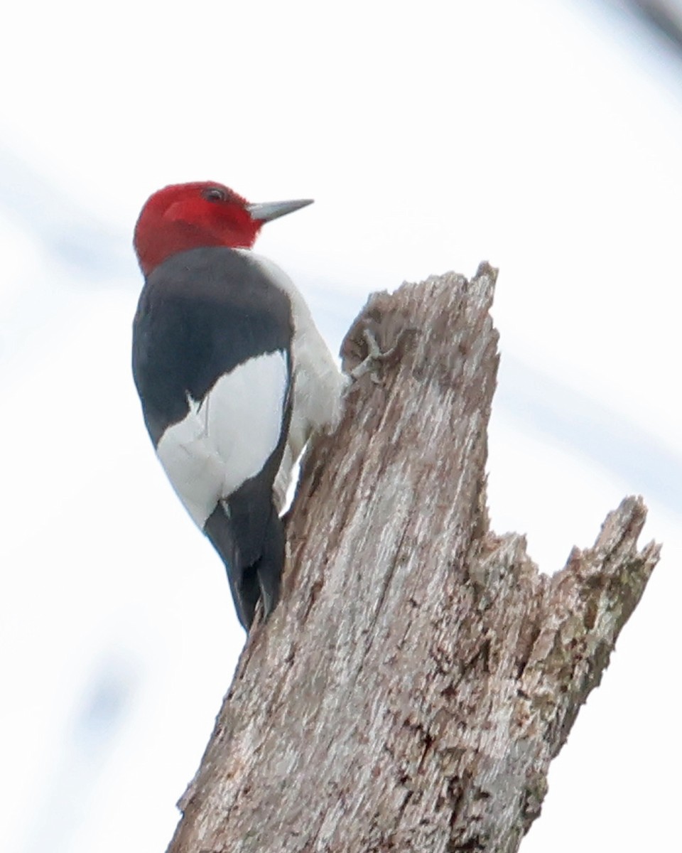 Red-headed Woodpecker - ML634217395