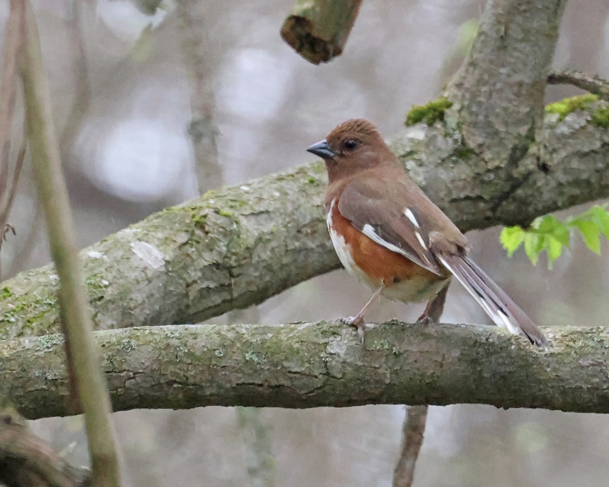 Eastern Towhee - ML634217412