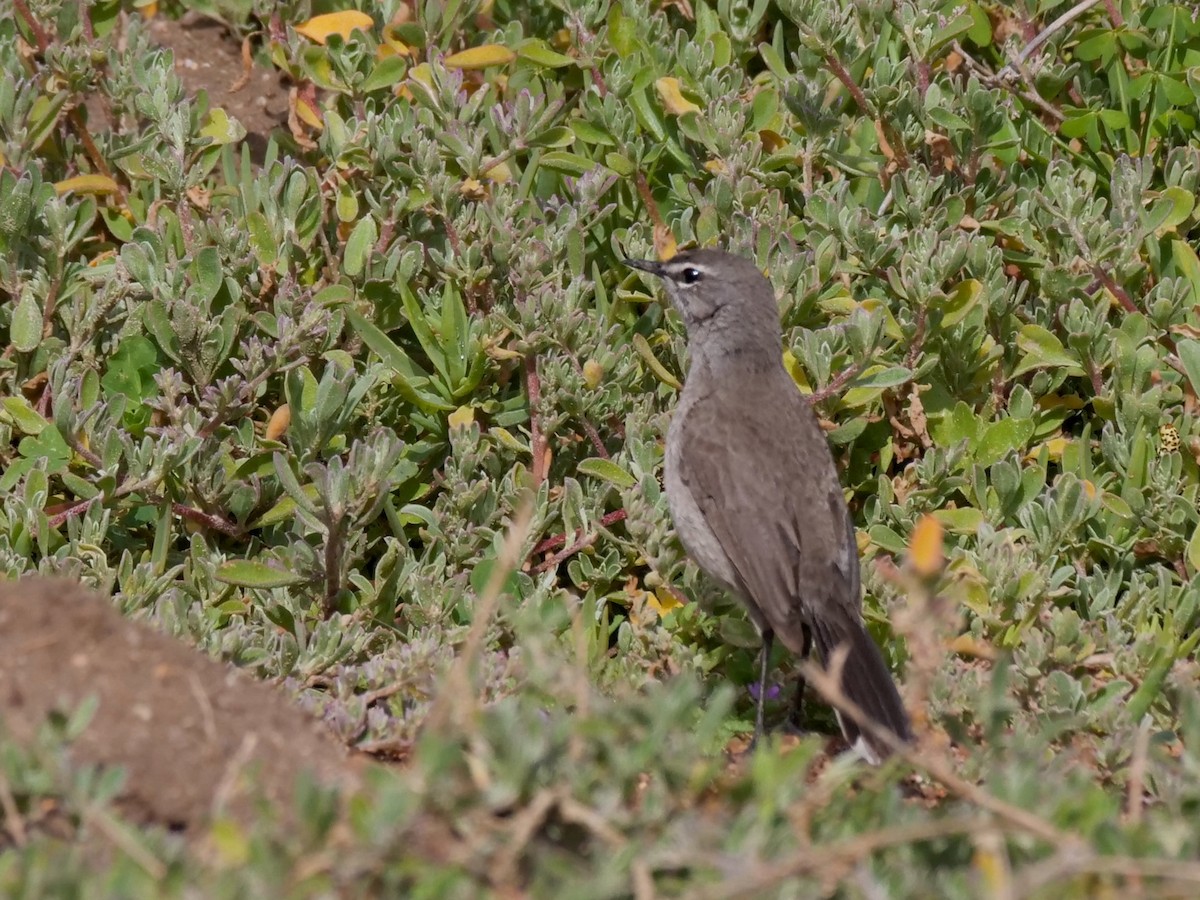 Karoo Scrub-Robin - ML634217418
