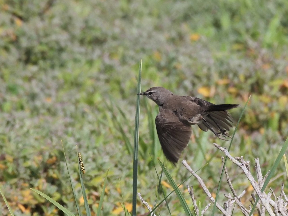Karoo Scrub-Robin - ML634217419