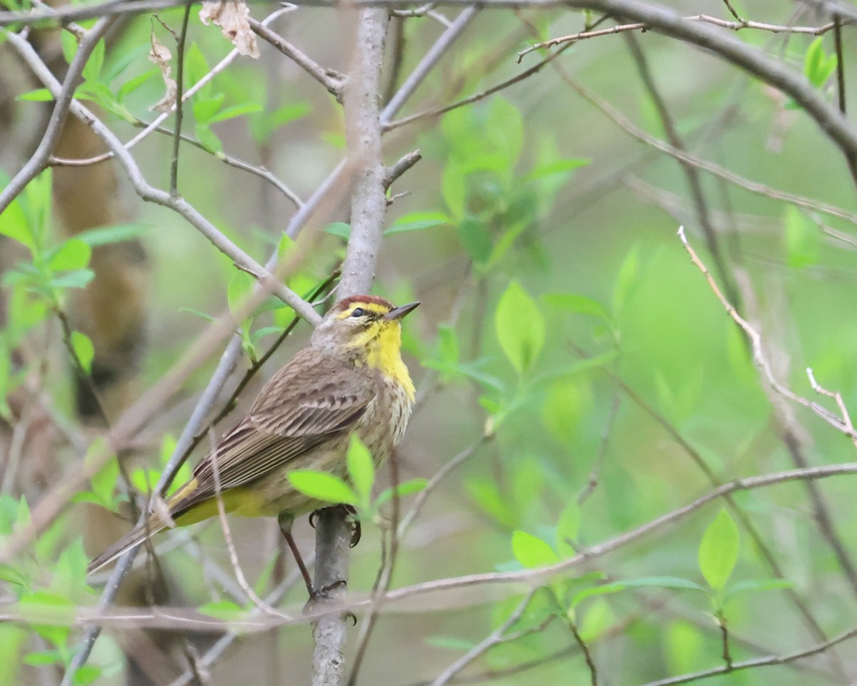 Palm Warbler - ML634217429