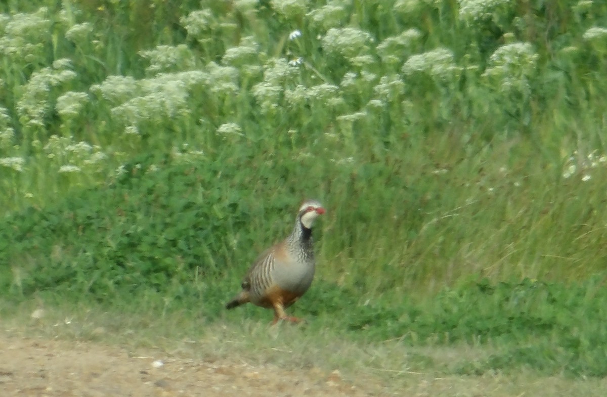 Red-legged Partridge - ML634217463