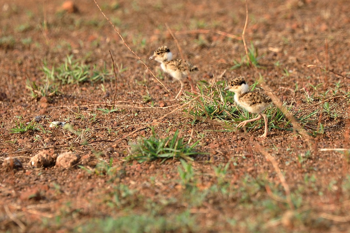 Yellow-wattled Lapwing - ML634217473