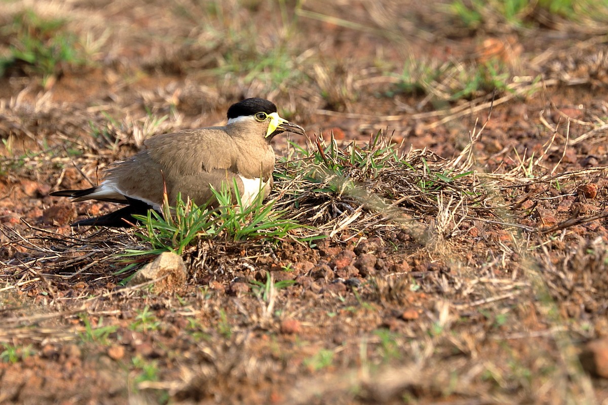 Yellow-wattled Lapwing - ML634217474
