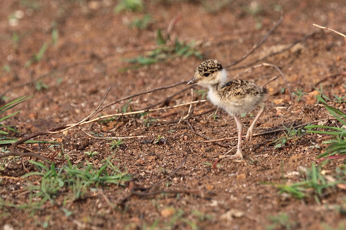 Yellow-wattled Lapwing - ML634217487