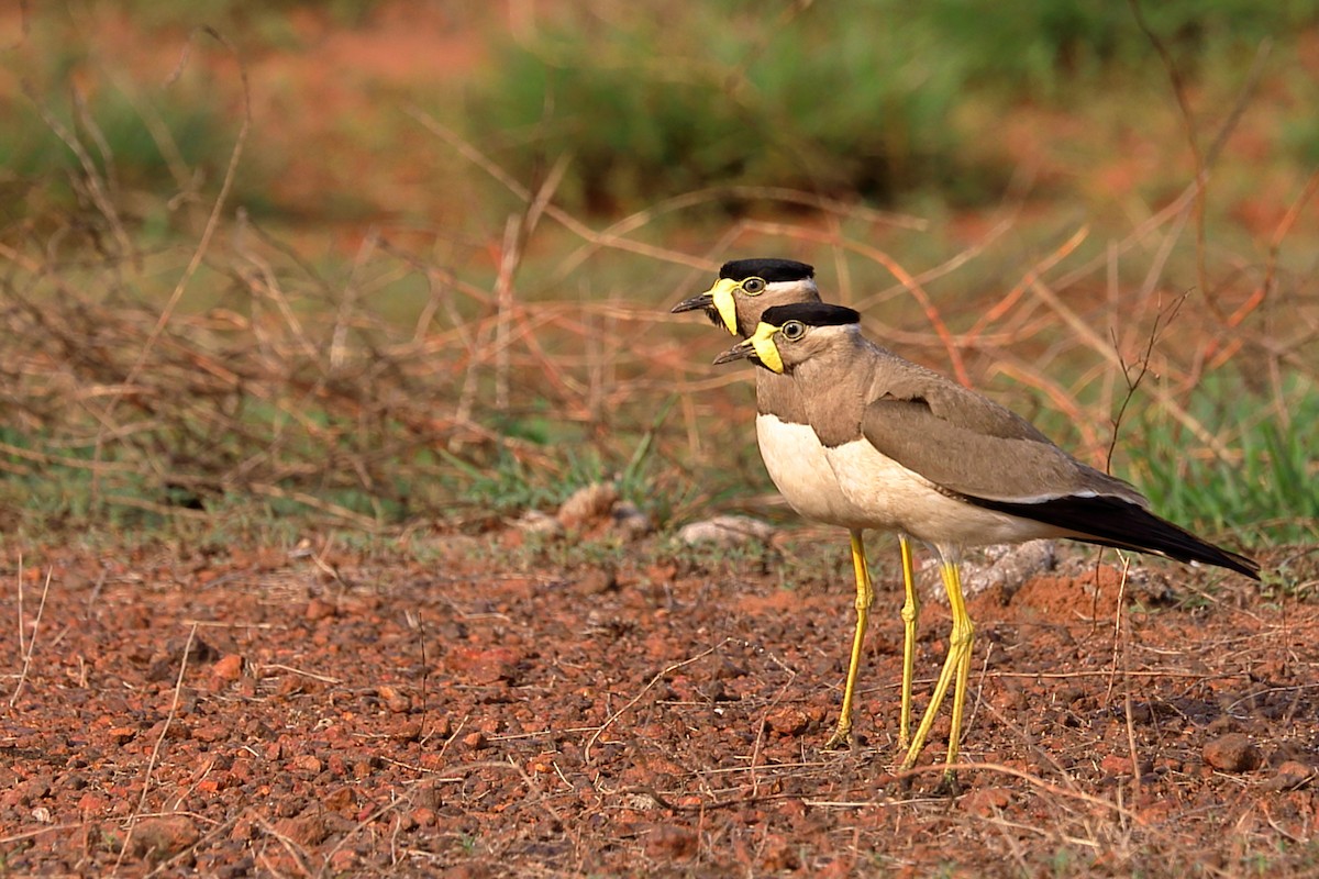 Yellow-wattled Lapwing - ML634217488