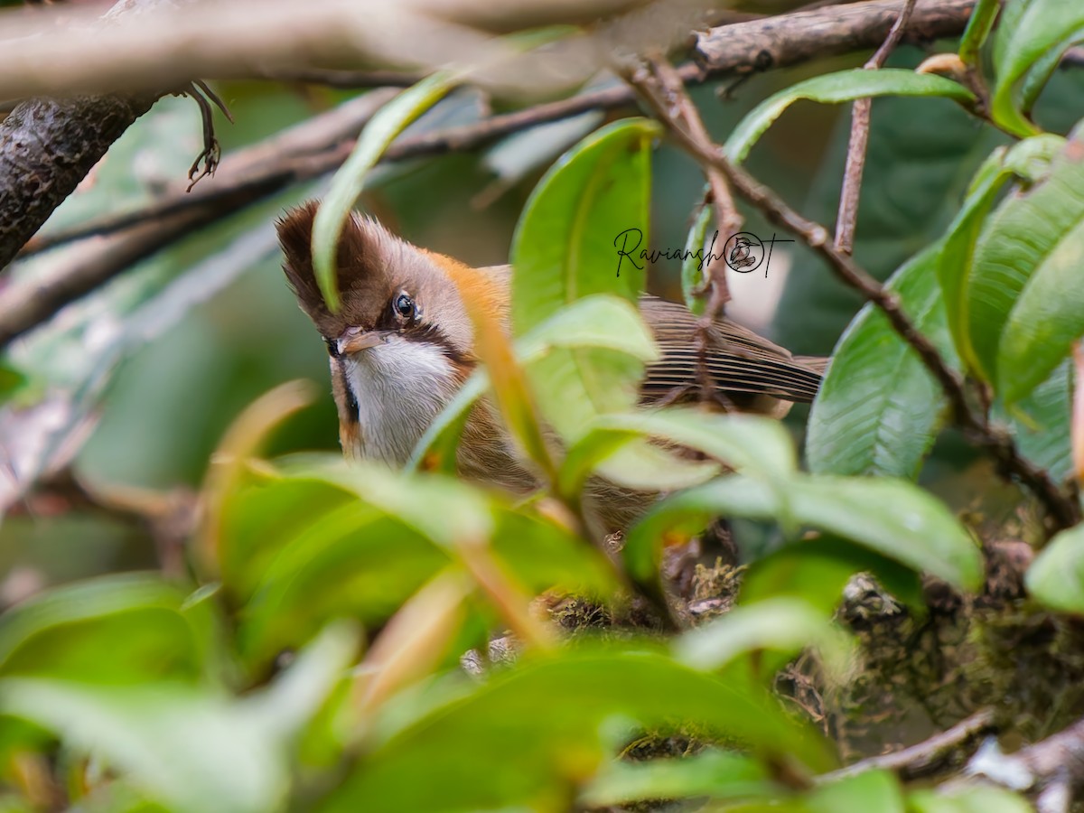 Yuhina à cou roux - ML634217525