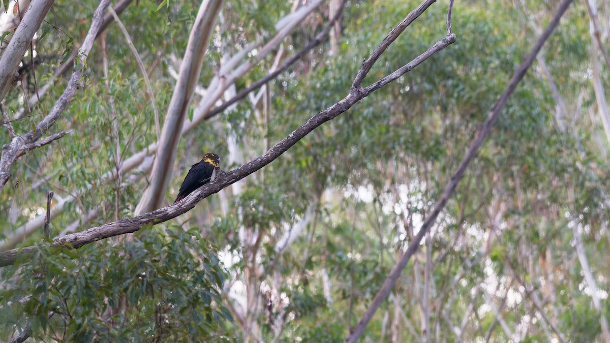 Parlak Siyah Kakadu - ML634217547