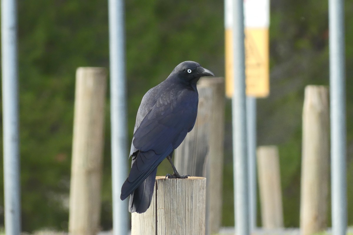 Little Raven - ML634217724