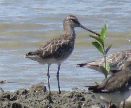 Asian Dowitcher - ML634217727