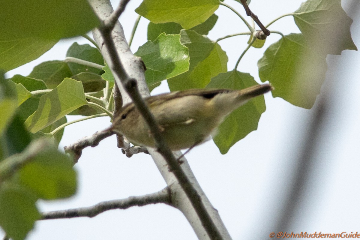 Yellow-browed/Hume's Warbler - ML634217775