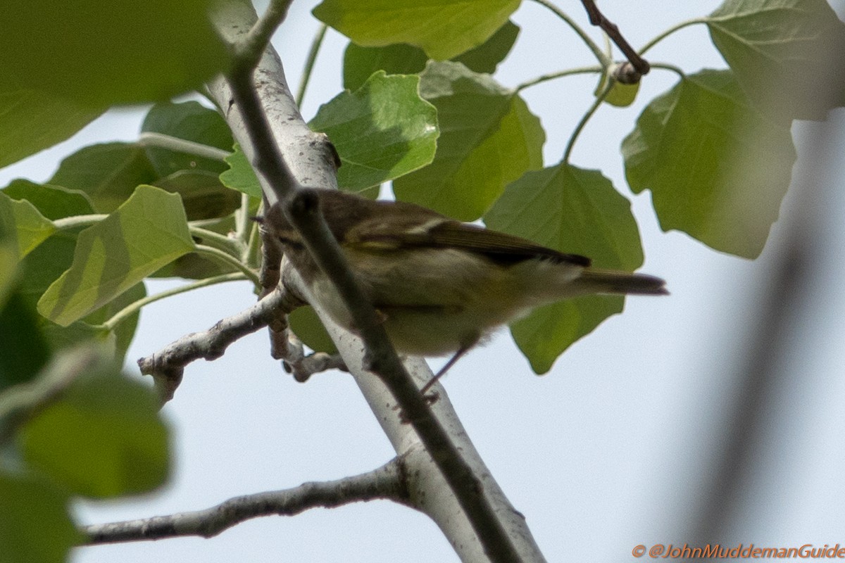 Yellow-browed/Hume's Warbler - ML634217776