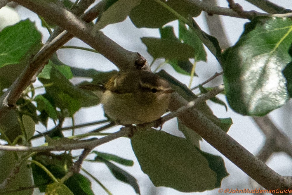 Yellow-browed/Hume's Warbler - ML634217777