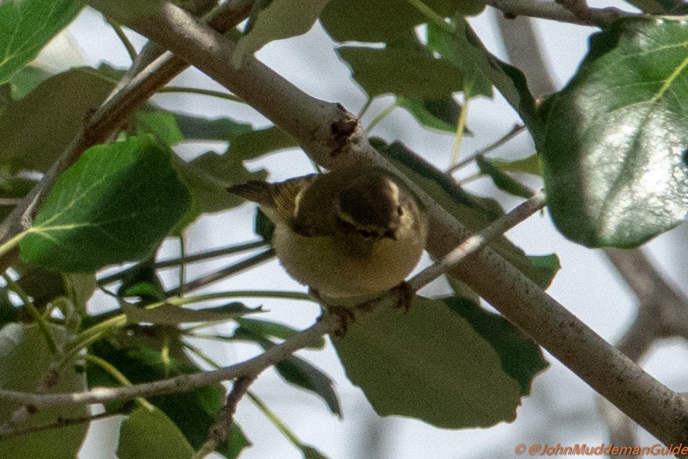 Yellow-browed/Hume's Warbler - ML634217778