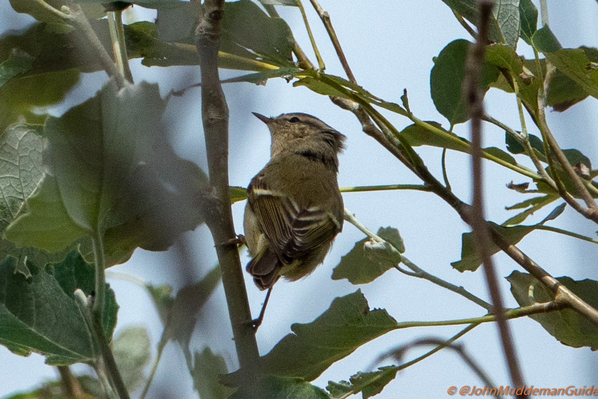 Yellow-browed/Hume's Warbler - ML634217779