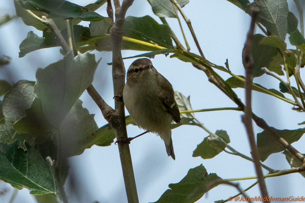 Yellow-browed/Hume's Warbler - ML634217780