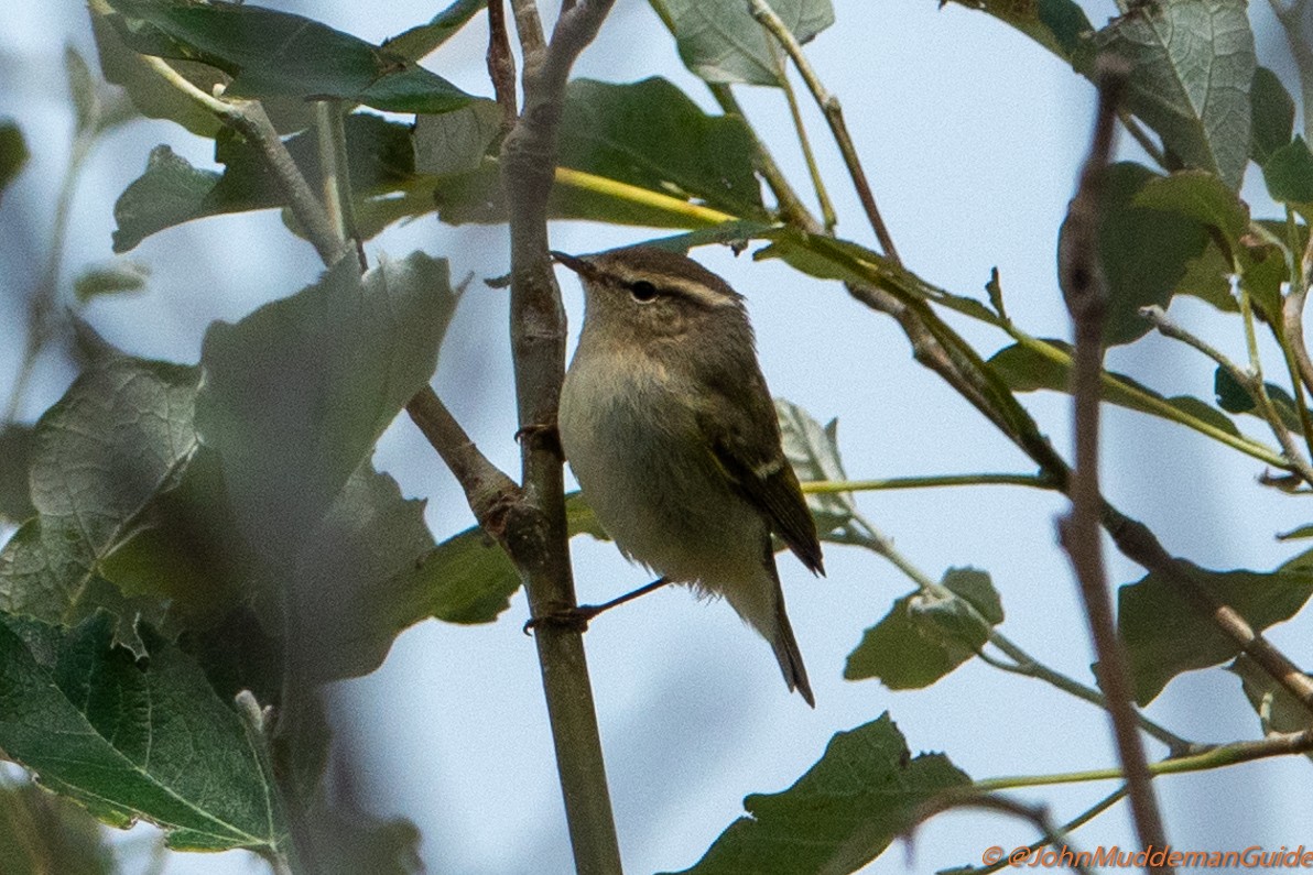 Yellow-browed/Hume's Warbler - ML634217781