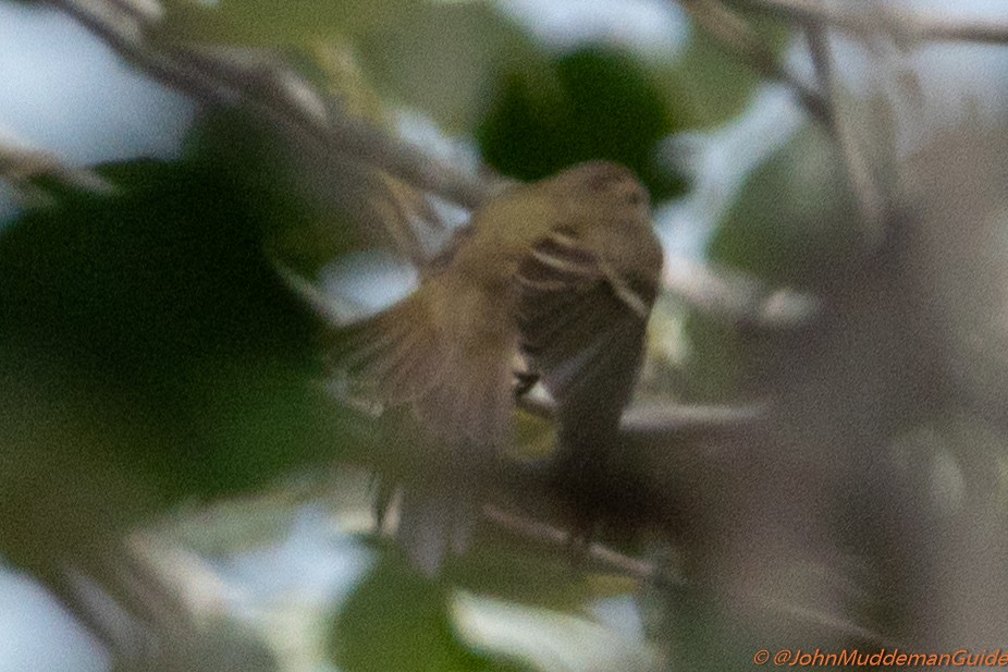 Yellow-browed/Hume's Warbler - ML634217782
