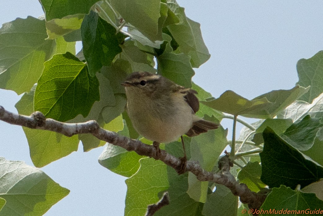 Yellow-browed/Hume's Warbler - ML634217783