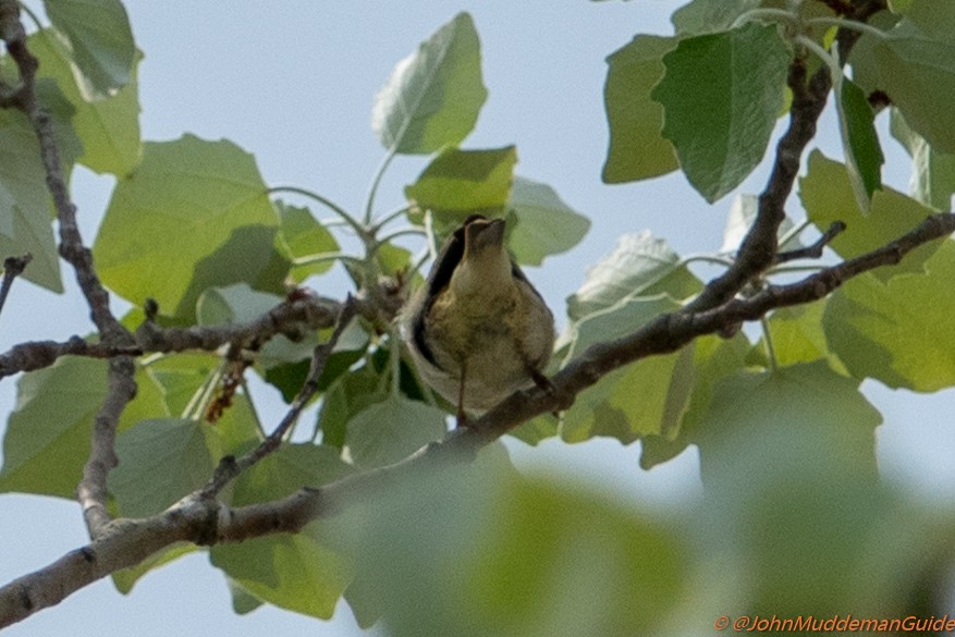 Yellow-browed/Hume's Warbler - ML634217784