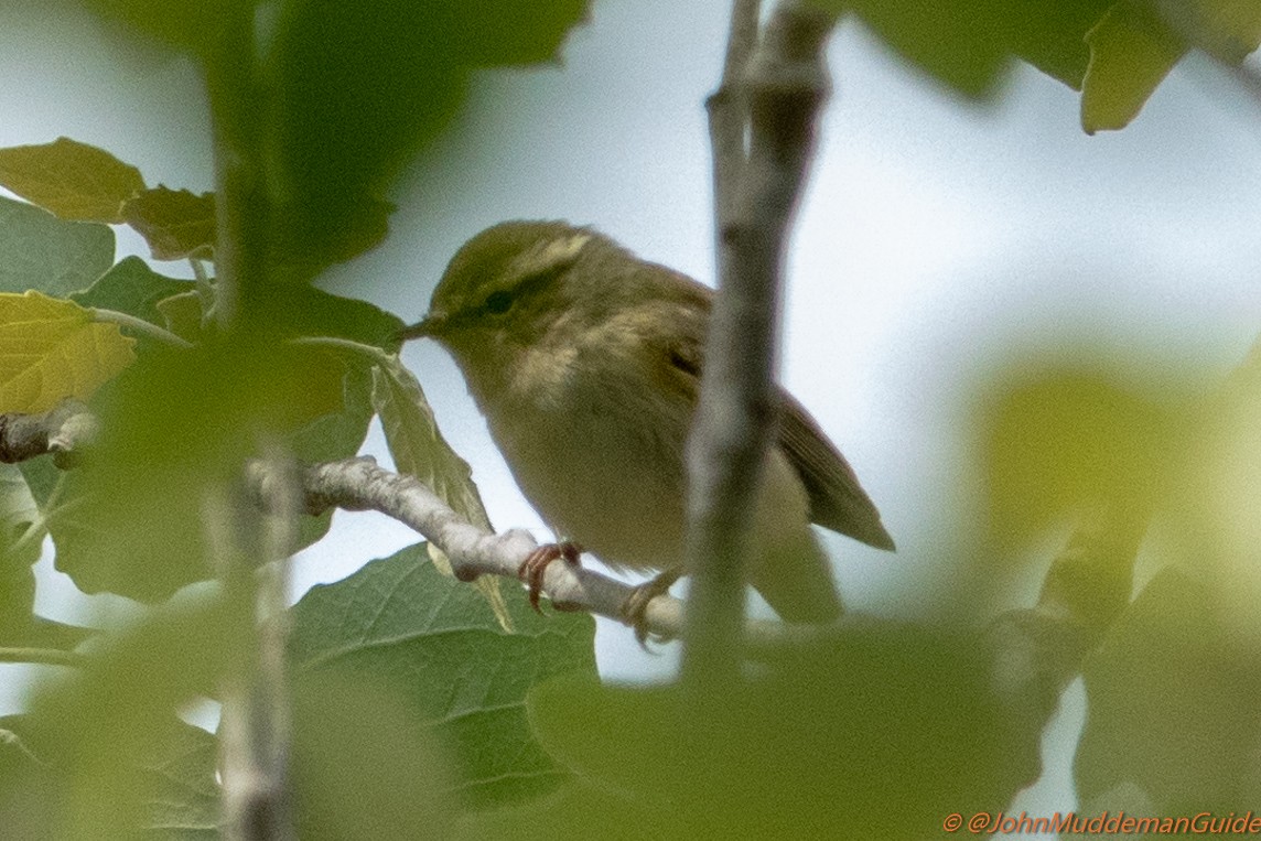 Yellow-browed/Hume's Warbler - ML634217785
