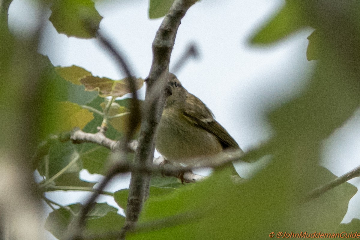 Yellow-browed/Hume's Warbler - ML634217786