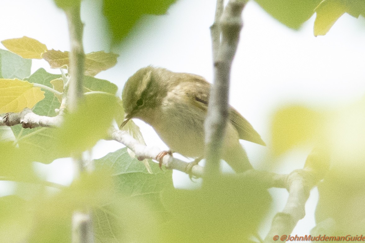 Yellow-browed/Hume's Warbler - ML634217787